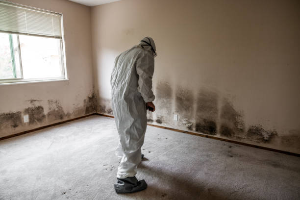 Best Emergency Mold Removal  in USA